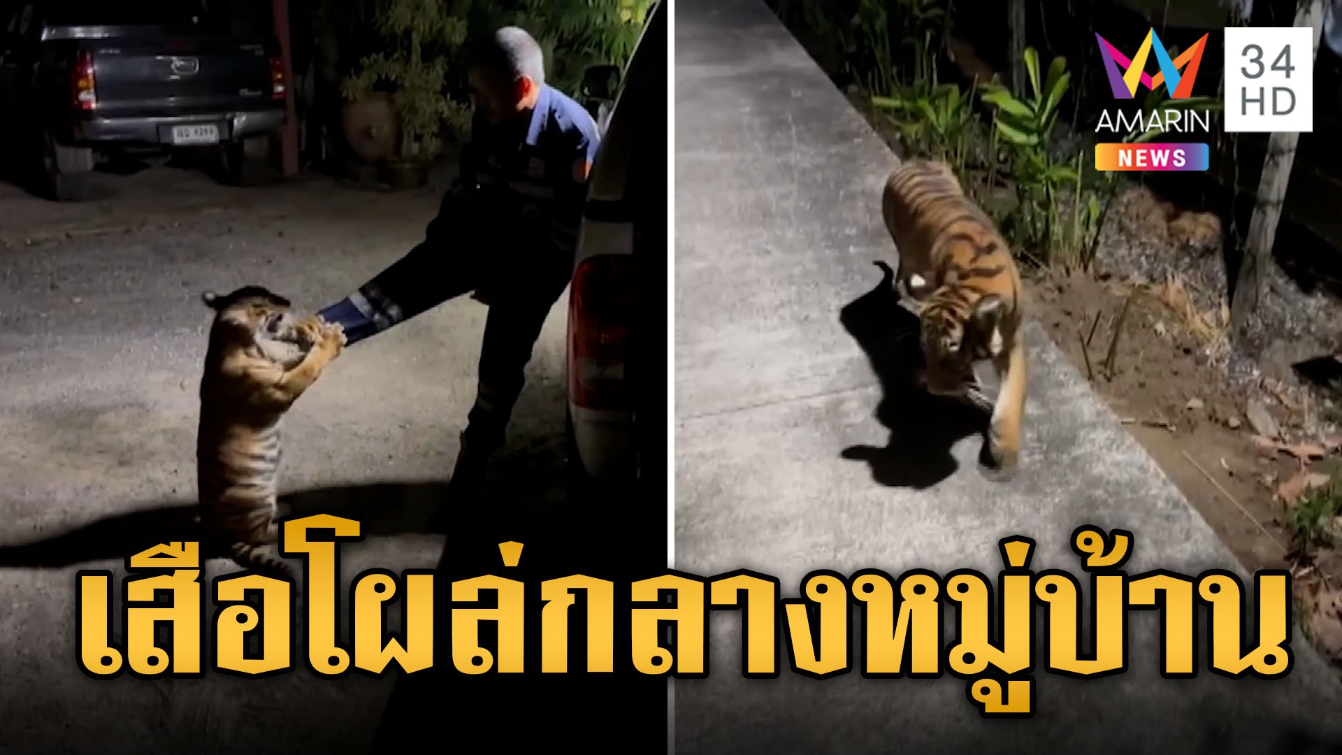 จับกันวุ่น! ลูกเสือโคร่งโผล่กลางดึก ชาวบ้านเห็นนึกว่าหมา | ข่าวเที่ยงอมรินทร์ | 16 พ.ค. 67 | AMARIN TVHD34