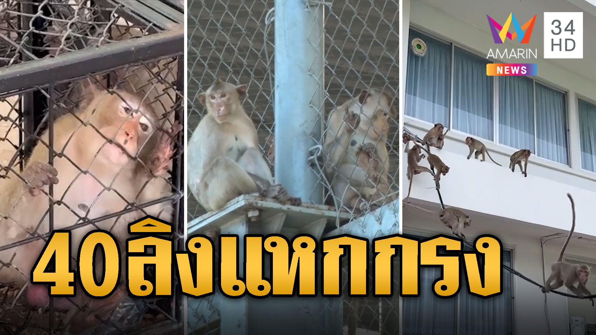 ป่วนทั้งเมือง ลิงแหกกรง 40 ตัว เร่งจับอลวน | ข่าวเที่ยงอมรินทร์ | 20 มิ.ย. 67 | AMARIN TVHD34