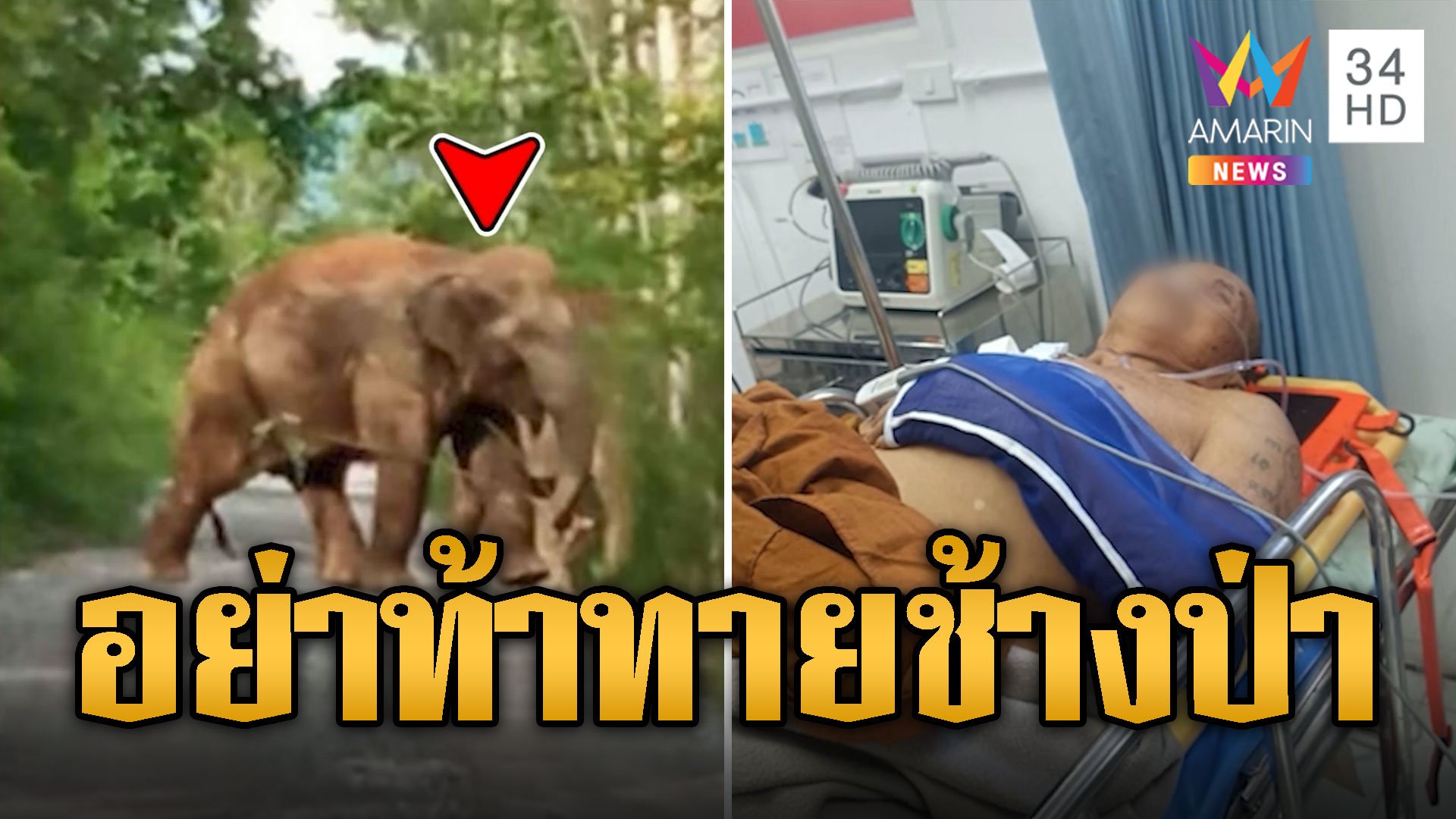 ช้างป่าบุกทำร้ายพระถึงกุฏิ หนีหัวซุกหัวซุนหลังท้าทายไว้  | ข่าวอรุณอมรินทร์ | 7 มิ.ย. 67 | AMARIN TVHD34