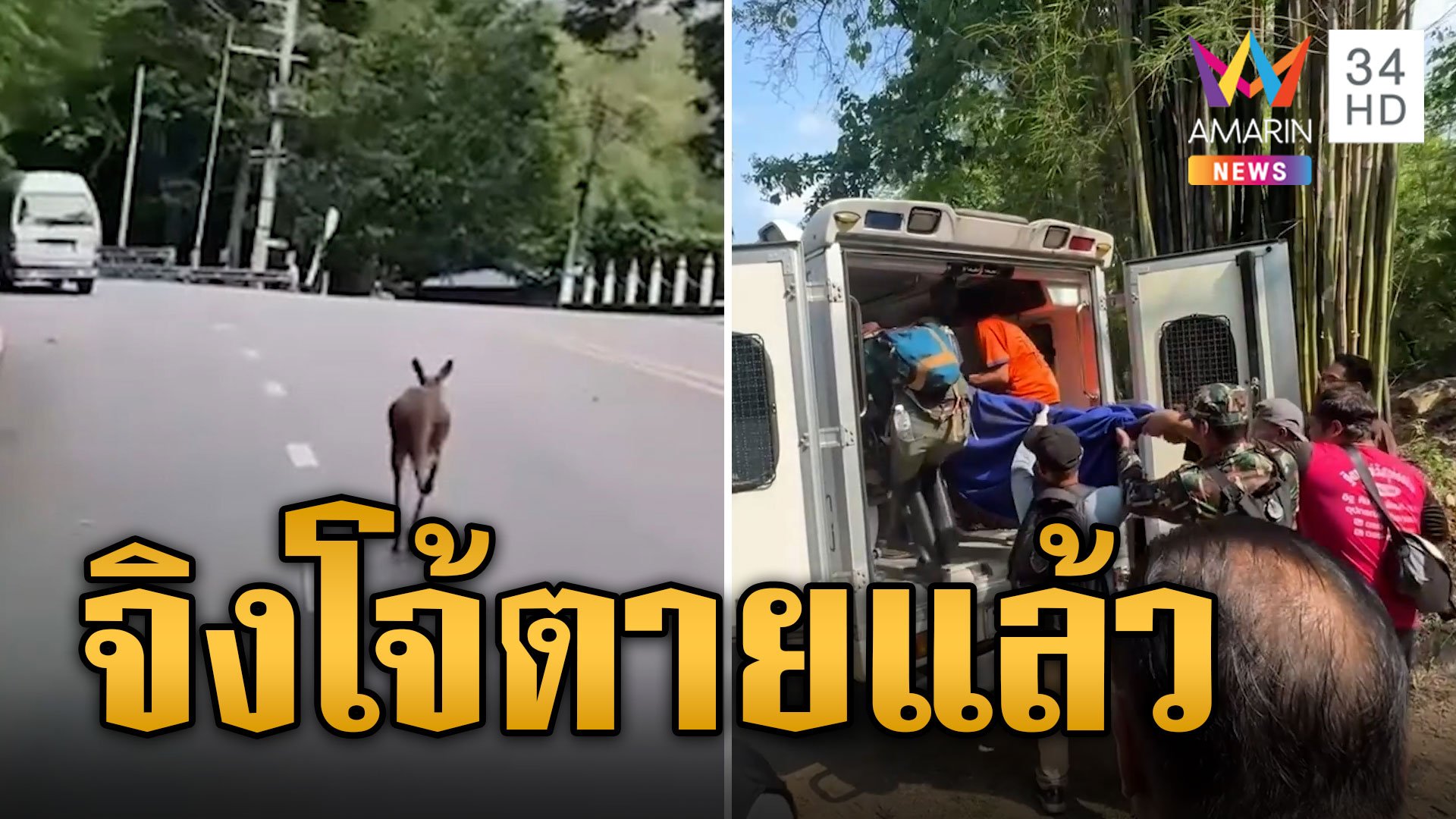 เศร้า! จิงโจ้ หลุดสวนสัตว์ตายแล้ว | ข่าวอรุณอมรินทร์ | 31 พ.ค. 67 | AMARIN TVHD34