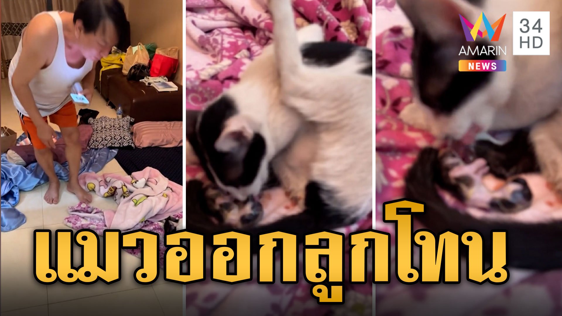 "ธงธง มกจ๊ก" กรี๊ด! แมวออกลูกโทน ทิ้งรกให้โชคลาภ | ข่าวอรุณอมรินทร์ | 2 พ.ค. 67 | AMARIN TVHD34