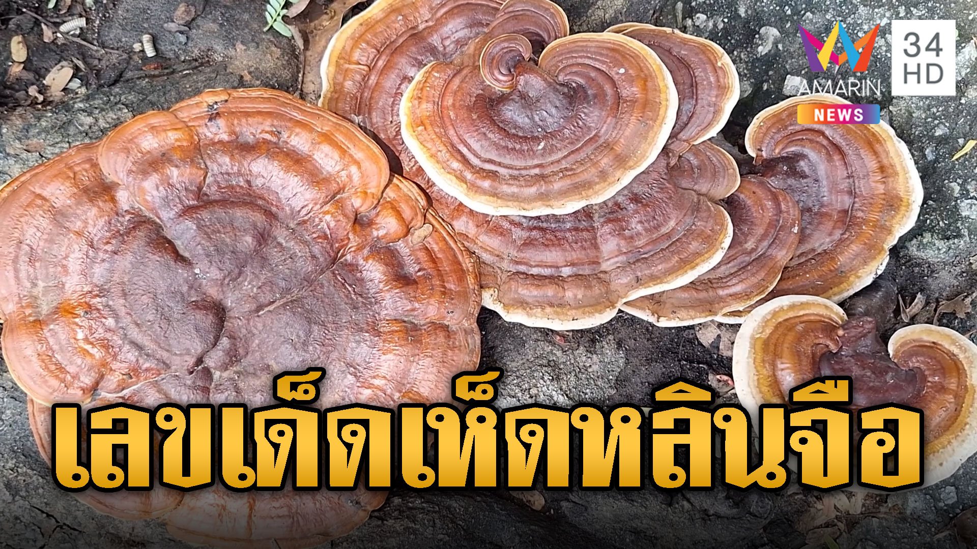 แห่ส่องเลขเด็ด เห็ดหลินจือยักษ์ ขึ้นใต้ต้นมะขาม 100 ปี  | ข่าวอรุณอมรินทร์ | 4 ต.ค. 67 | AMARIN TVHD34