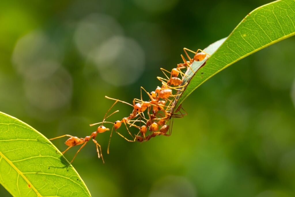 ants-making-bridge-shuttersto