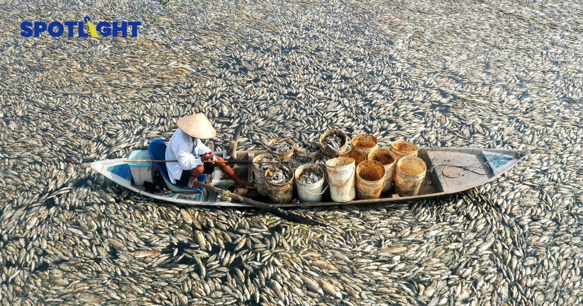 เวียดนามร้อนจัด ปลาตายเน่าอืด กว่า 200 ตัน