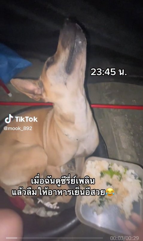 ลืมให้ข้าว