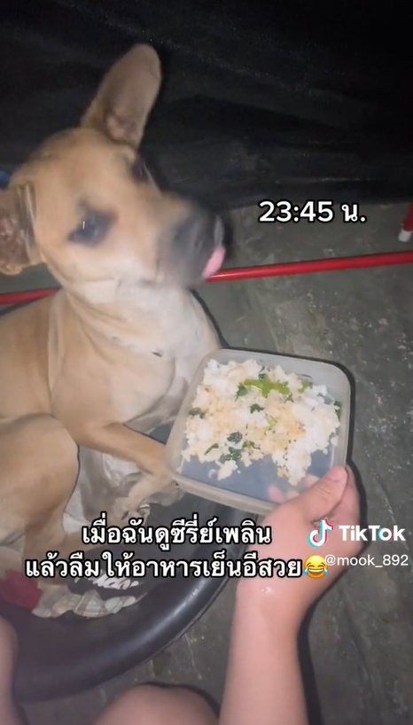 ลืมให้ข้าว