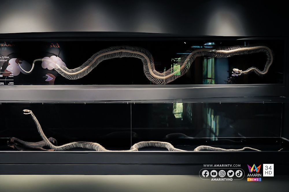 snake-055