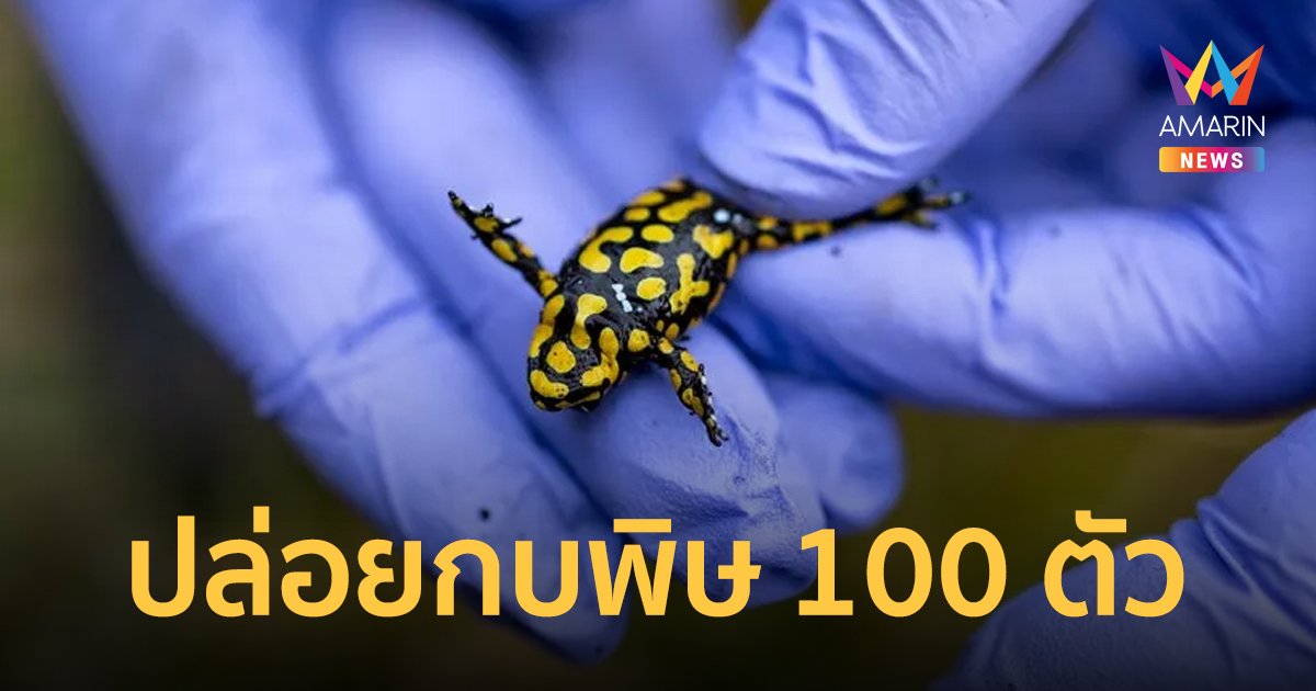 ออสเตรเลียปล่อย กบพิษตัวจิ๋ว คอร์โรโบรี 100 ชีวิตกลับคืนธรรมชาติ