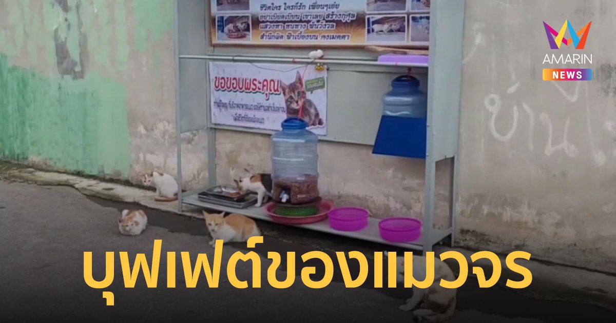 หนุ่มใหญ่ใจบุญ ขายปุ้นเต้ว ทำตู้ให้อาหารแมวจรจัด ลดปัญหารบกวนชาวบ้าน