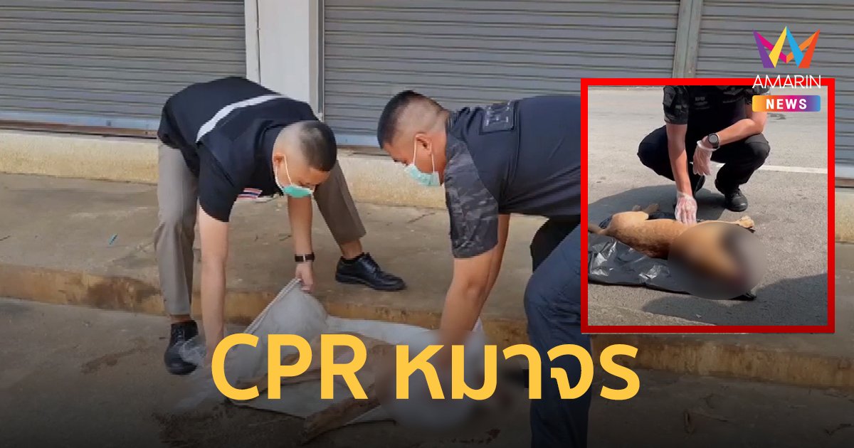 แห่ชม! สายตรวจเมืองสุโขทัยช่วย CPR  สุนัขจรจัดถูกรถชนสาหัสจนรอดชีวิต