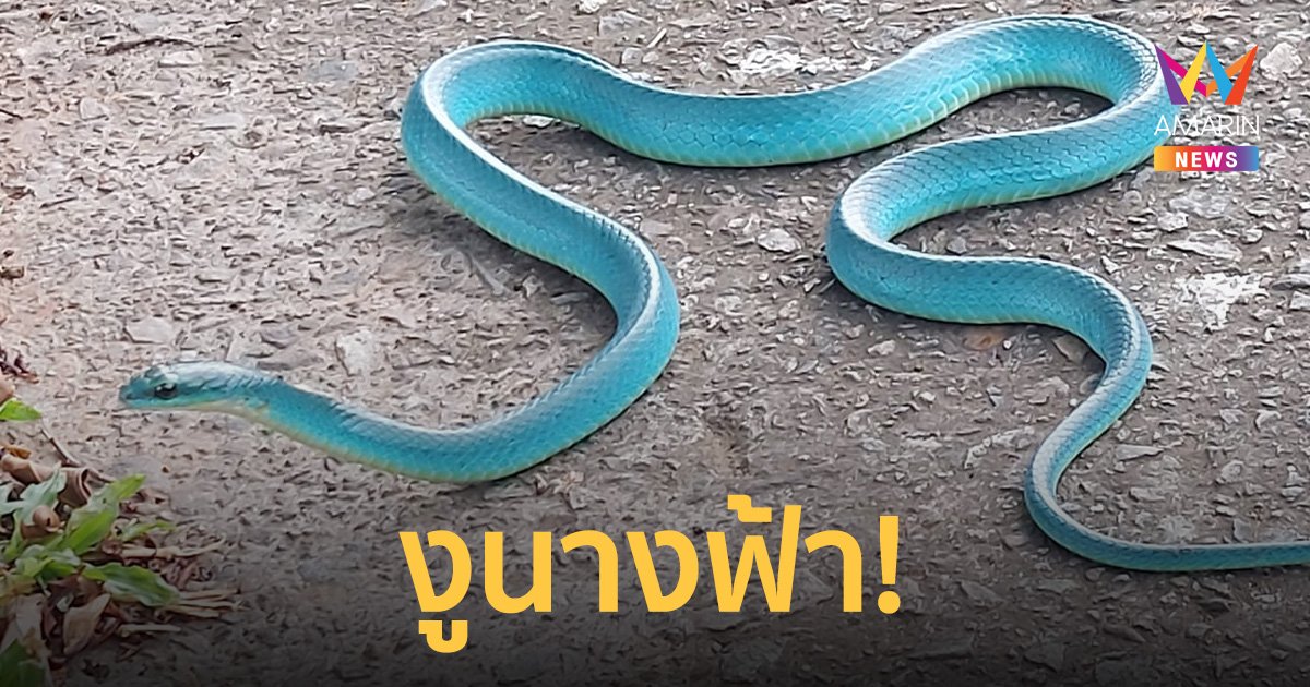 ตื่นตา! งูสีฟ้า ชาวเน็ตแห่ถามคืองูอะไร เผย ใครเจอโชคดีมาก โอกาสพบน้อย