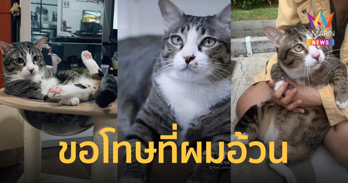 เจ้าของ "ชิฟู" แมวตกใส่รถ  โพสต์ขอโทษที่น้องอ้วน  ละเมิดกฎจนทำให้เสียหาย