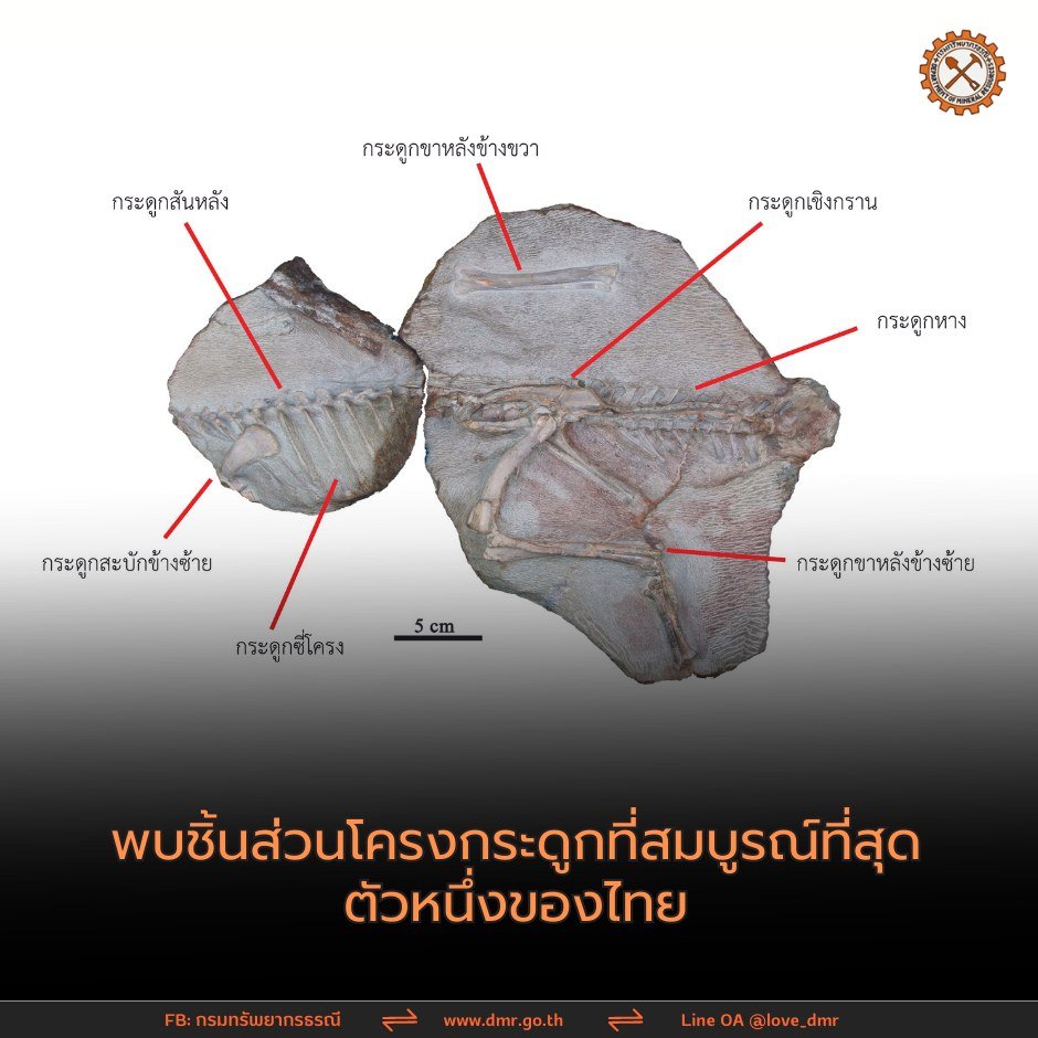 ไดโนเสาร์ชนิดใหม่