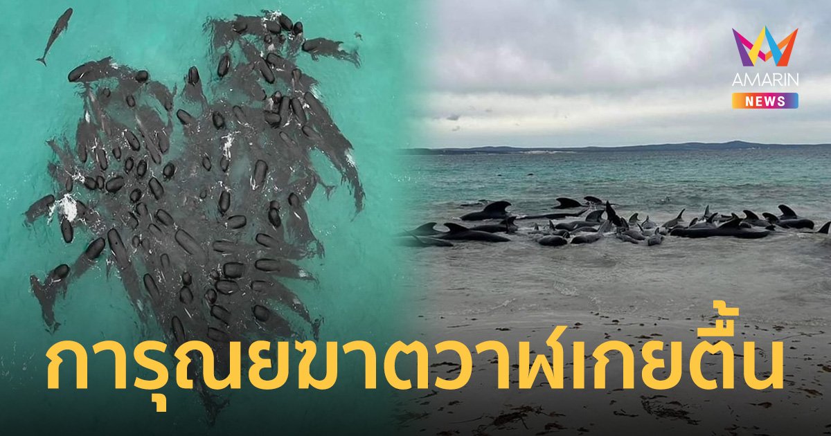 วาฬนำร่องเกยตื้นตาย 51 ตัว พบมีพฤติกรรมลึกลับ จนท.ตัดสินใจ การุณยฆาตทั้งหมด