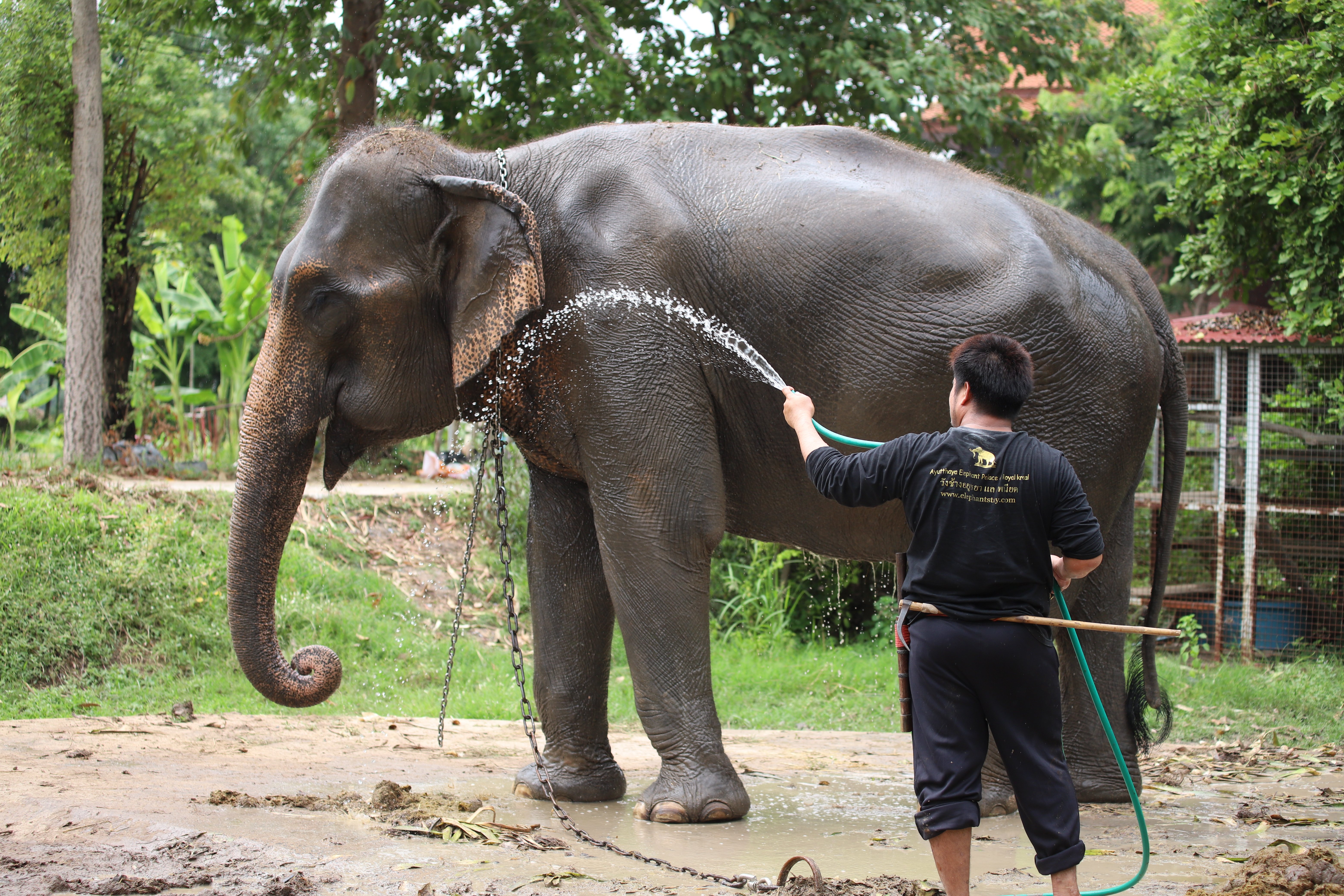 สคช. หนุนยกระดับทักษะควาญช้างตามมาตรฐานอาชีพ รับมือเหตุการณ์วิกฤต