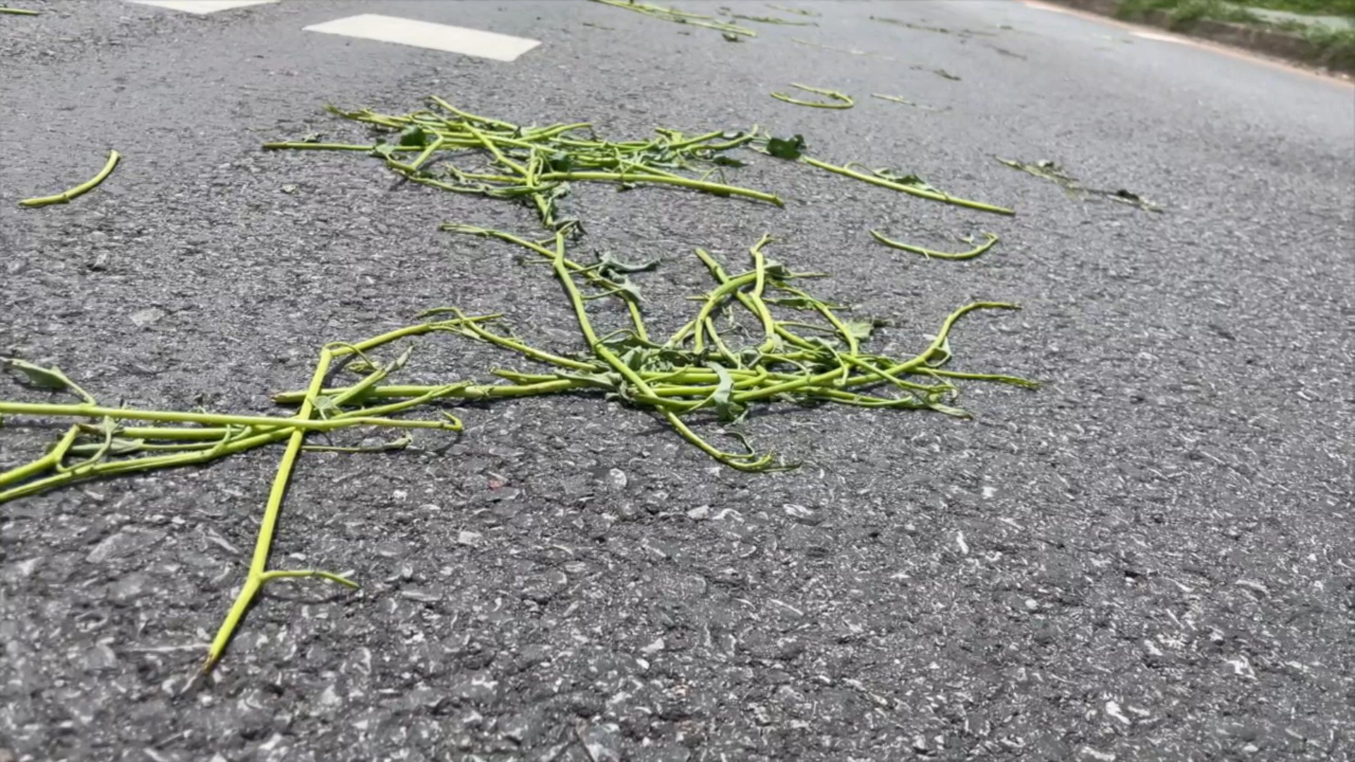 ​​​​สลด ลุงข้ามถนนเก็บผักบุ้ง ถูกกระบะชนเสียชีวิต