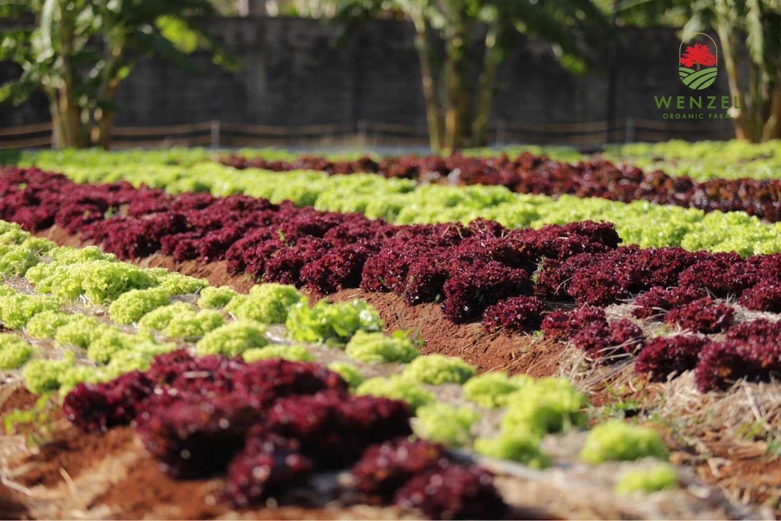 “ป่าน วีทรีโอ” ผุดธุรกิจเพื่อสุขภาพ “Wenzel Organic Farm Khao Yai” แลนด์มาร์กสุขภาพดี๊ดีแห่งใหม่ของเขาใหญ่