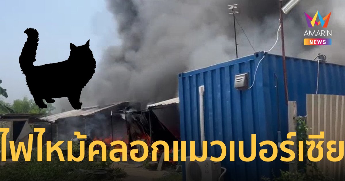 ไฟไหม้ห้องพักคนงาน สลดแมวเปอร์เซียสิ้นใจคากองไฟ 2 ตัว