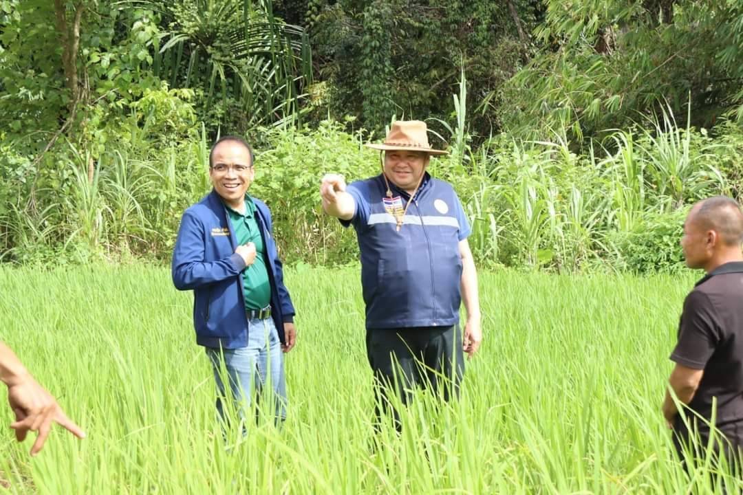 อธิบดีนำทีมลงสังขละบุรี เร่งแก้ปัญหา "เพลี้ยกระโดดสีน้ำตาลและเพลี้ยหลังขาว" พร้อมมอบสารกำจัดให้พี่น้องชาวนา