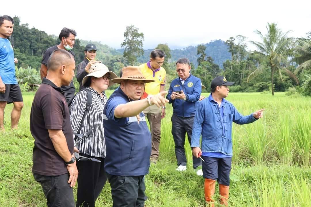 อธิบดีนำทีมลงสังขละบุรี เร่งแก้ปัญหา "เพลี้ยกระโดดสีน้ำตาลและเพลี้ยหลังขาว" พร้อมมอบสารกำจัดให้พี่น้องชาวนา