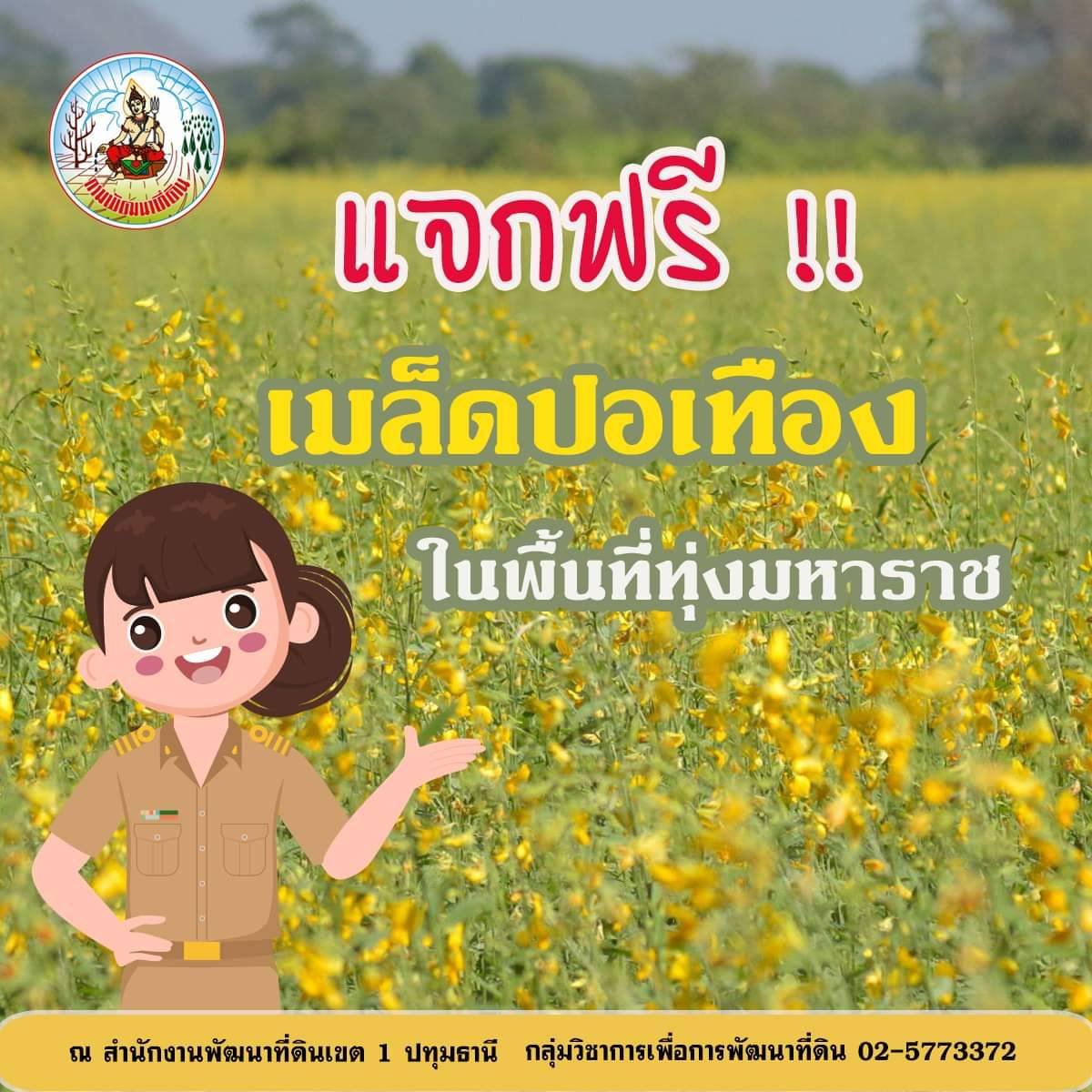 ข่าวดี ! เกษตรกรกรมพัฒนาที่ดิน แจกฟรี ! เมล็ดพันธุ์ปอเทือง