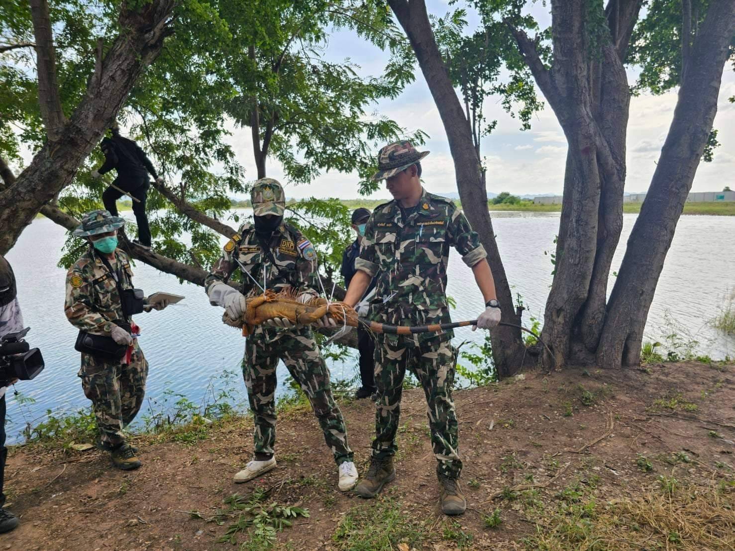 กรมอุทยานฯ เร่งจับอีกัวน่าทั่วประเทศ หวั่นเกิดโรคระบาด