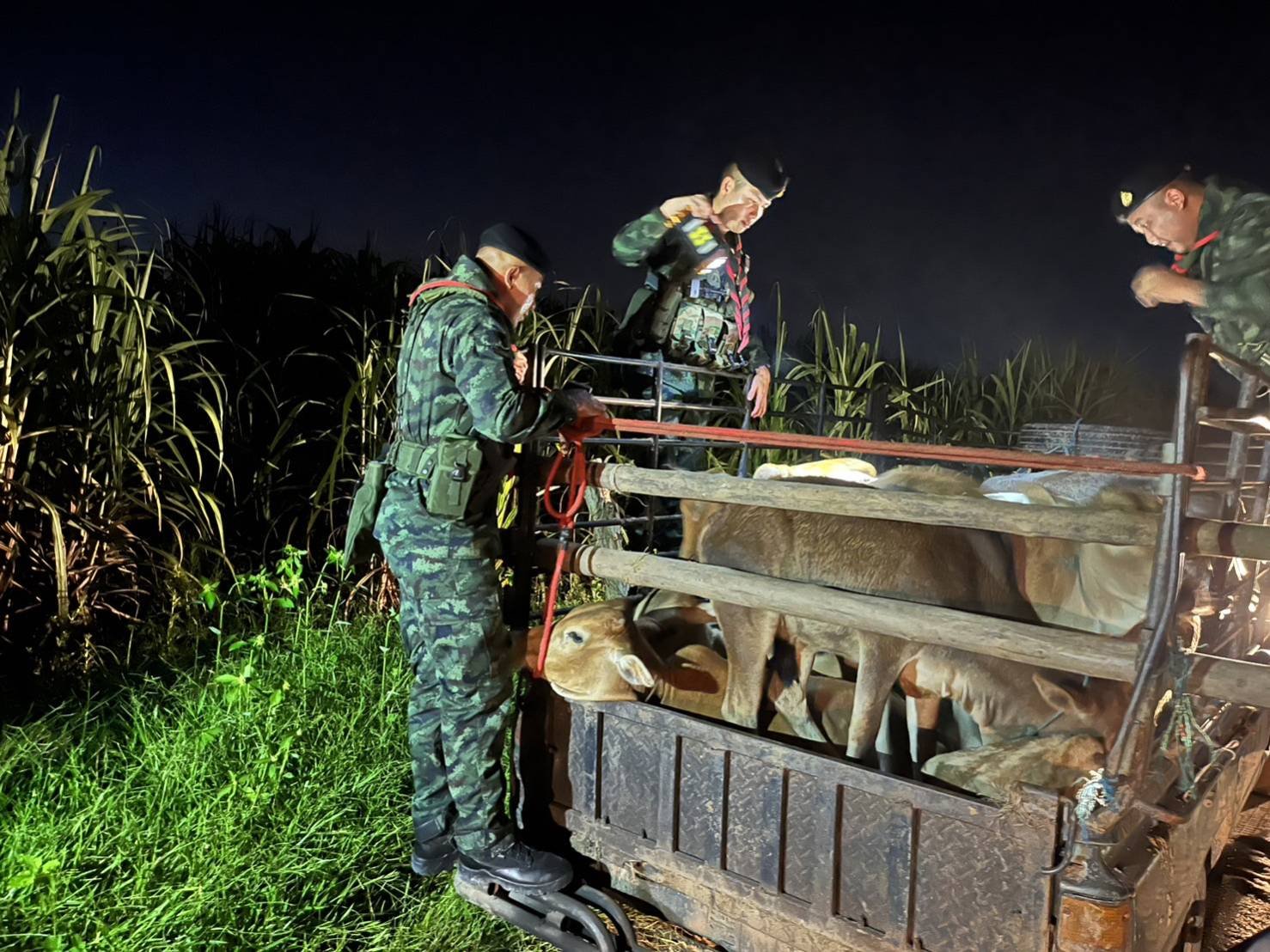 ปศุสัตว์-ทหาร-ศุลกากร ร่วมสกัดรถลักลอบนำเข้าวัว 14 ตัว ผ่านชายแดนแม่สอด