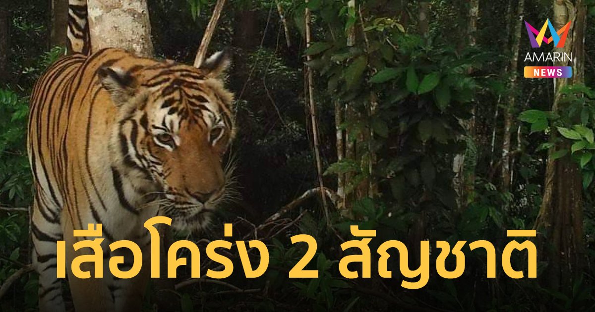 ฮือฮา พบเสือโคร่งหากินข้ามประเทศไทย-เมียนมา เร่งสำรวจเพื่อคุ้มครองและอนุรักษ์สายพันธุ์เสือโคร่งอินโดจีน