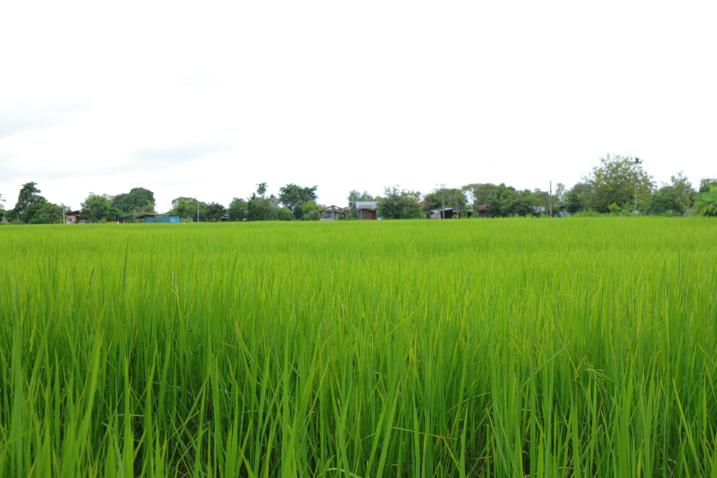 กรมการข้าวส่งต่อการรับรองมาตรฐาน กลุ่มศรีสะเกษออร์แกนิคอินเตอร์ไรซ์ (Sisaket Organic Inter Rice)