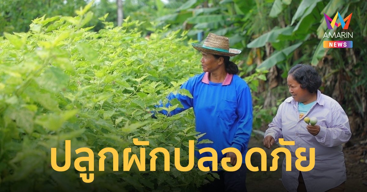 สหกรณ์นิคมสุโขทัย ยกระดับรายได้เกษตรกร ส่งเสริมปลูกผักปลอดภัย ส่งขายห้างโมเดิร์นเทรด