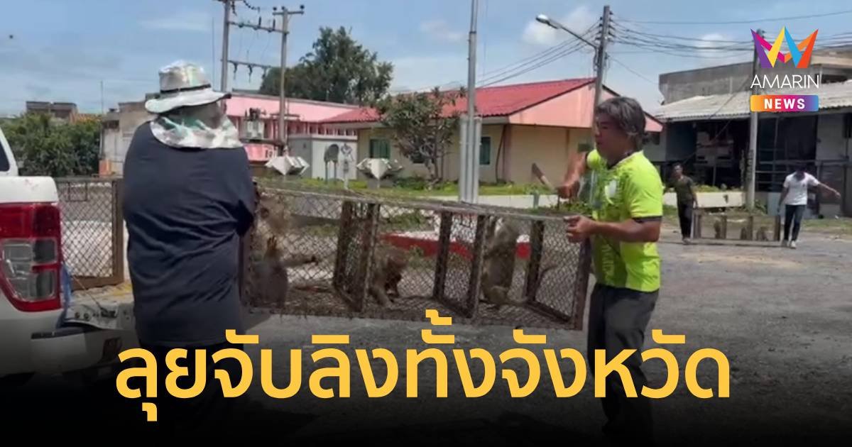 ลุยจับลิงรอบใหม่ ตั้งเป้า 1 เดือน กวาดล้างทั้งจังหวัดหวังลดประชากร