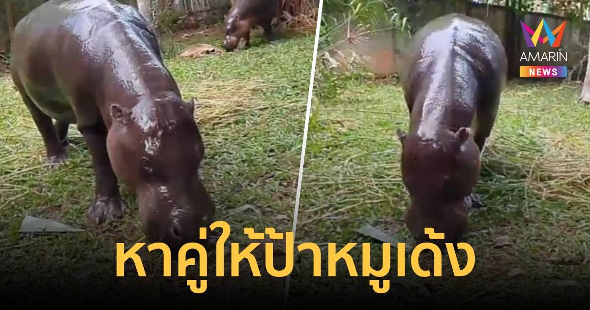 ประกาศหาคู่ให้น้อง “หมูมะนาว” ป้าของ “หมูเด้ง”