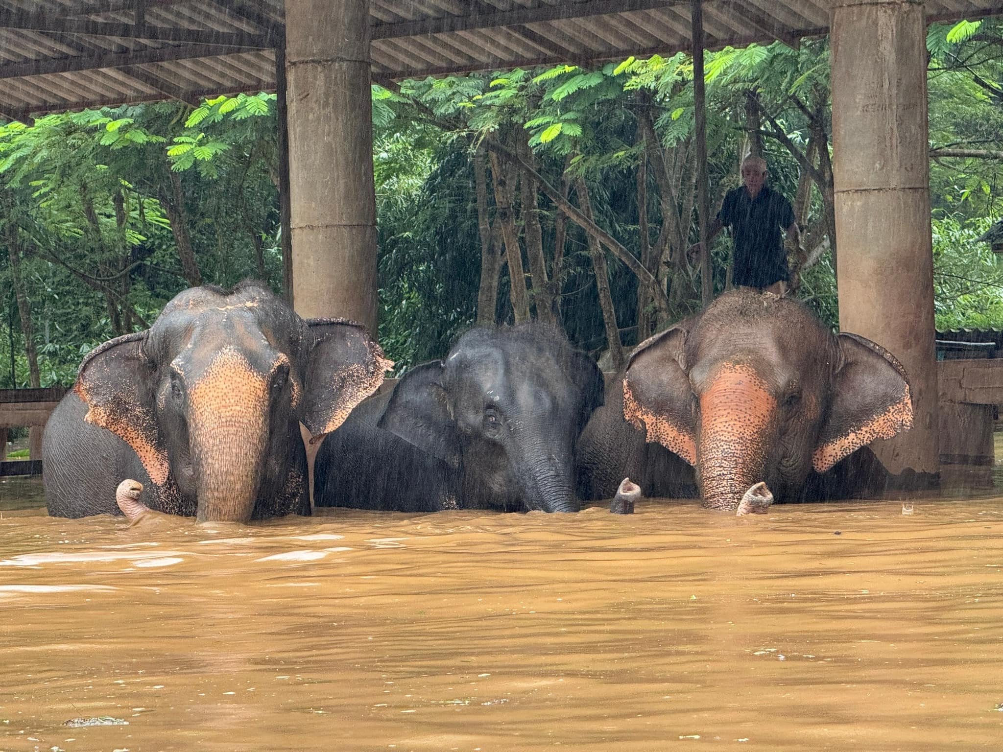 ศูนย์อนุรักษ์ช้าง