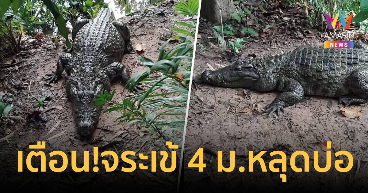 กาฬสินธุ์เตือนภัย! จระเข้ยาวเกือบ 4 เมตรหลุดบ่อหลังวัด