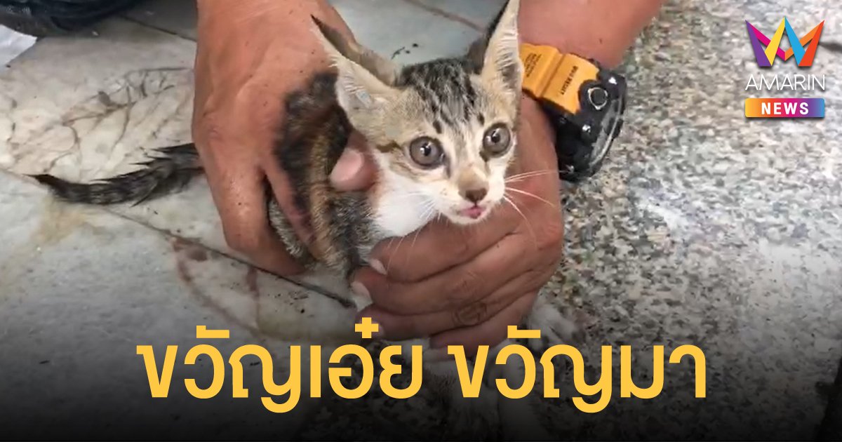 กู้ภัยช่วยลูกแมวตกบ่อน้ำในบ้านร้าง ชาวบ้านเผยได้ยินเสียงร้องตามหา 4 วัน จนเจอตัว