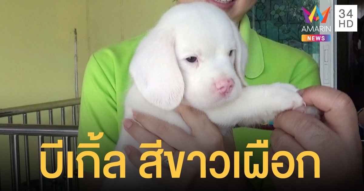 หนึ่งเดียวในประเทศไทย ลูกสุนัขพันธุ์บีเกิ้ล สีขาวเผือก ตาสีดำ