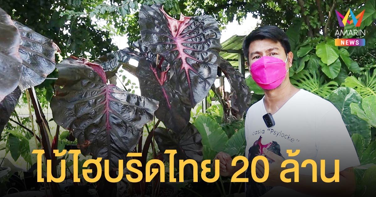 ฮือฮา ต้นบอนสี โคโลคาเซีย ไซล็อก ไม้ไฮบริดไทยตัวใหม่ราคาแรง 20 ล้าน!!!