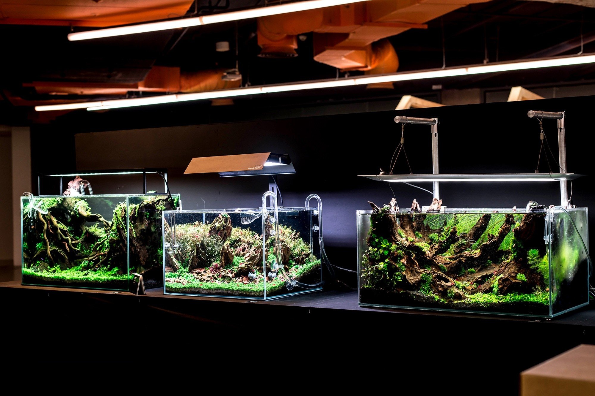 aquascaping_20