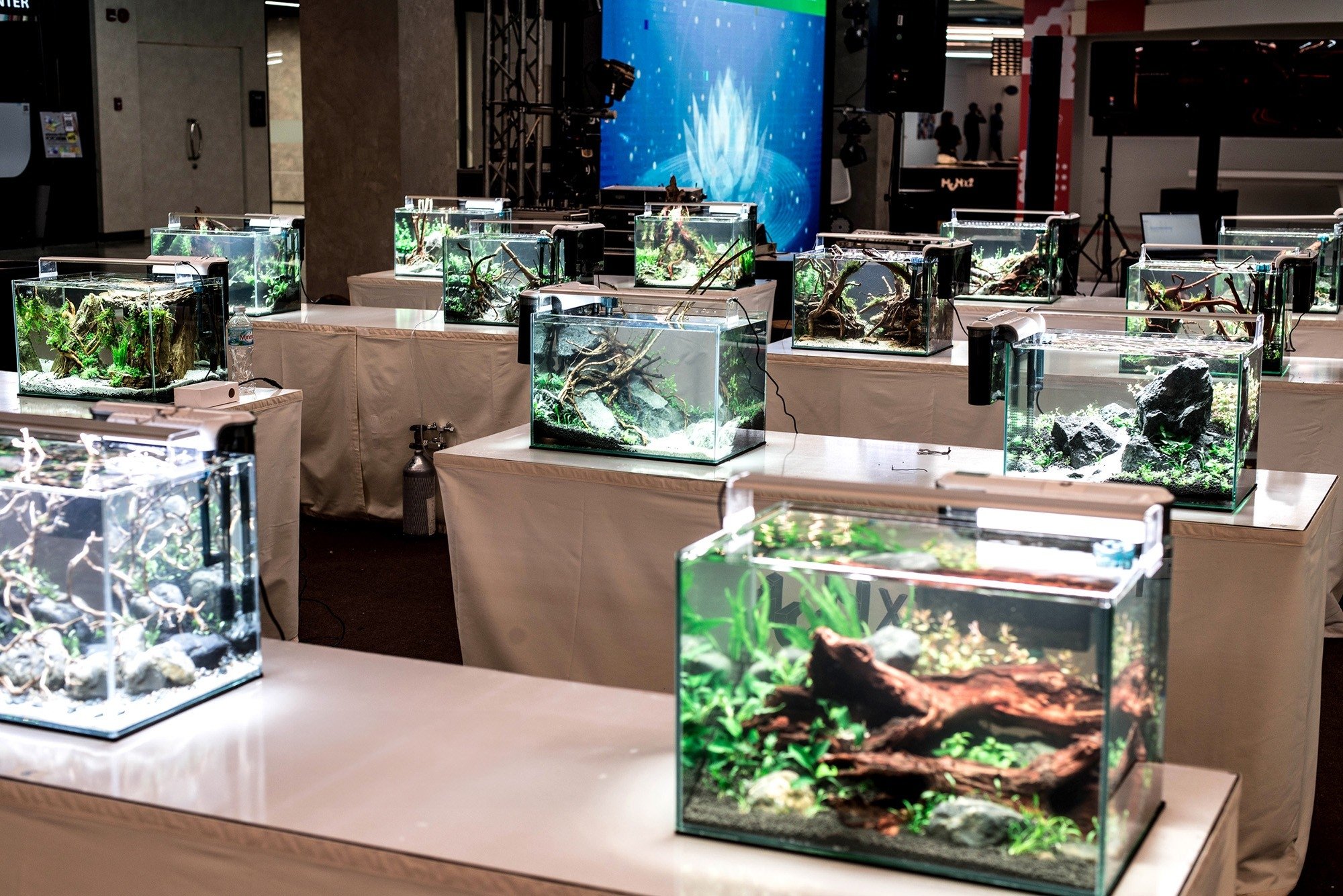 aquascaping_6