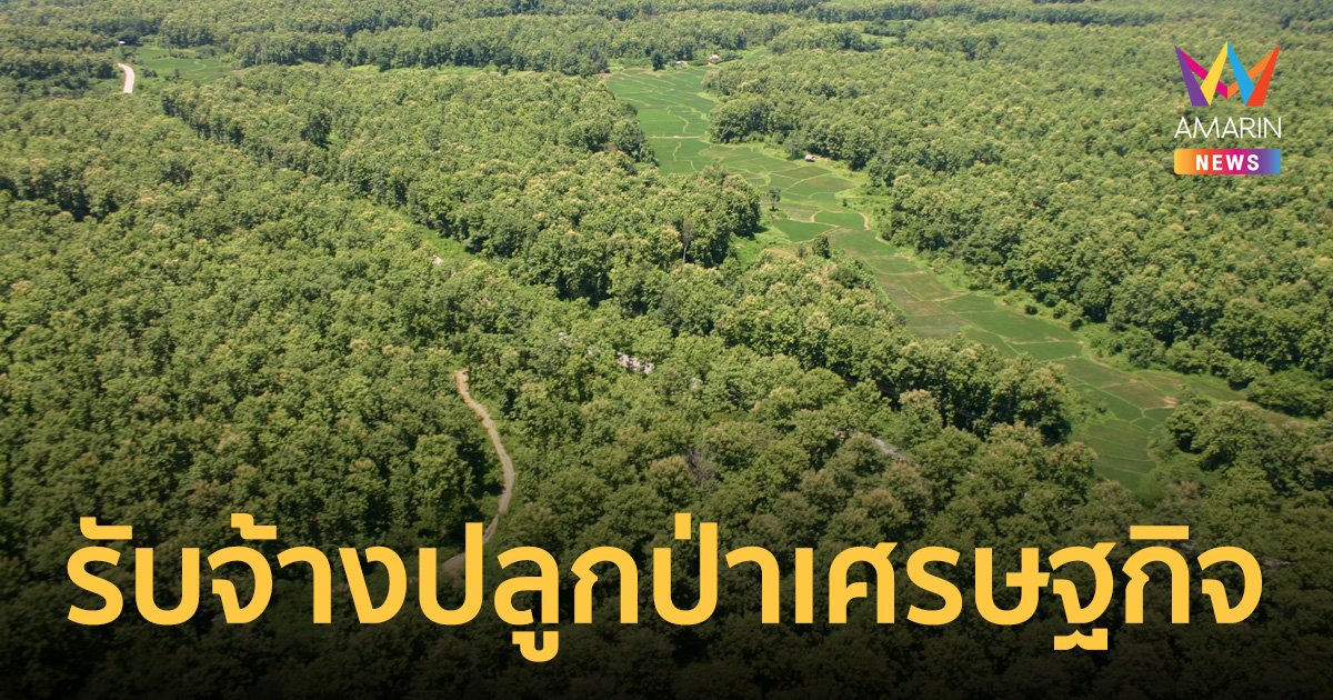อ.อ.ป. ให้บริการ ‘รับจ้างปลูกป่าเศรษฐกิจ’ หวัง ‘สิ่งแวดล้อม - เศรษฐกิจไทย’ ยั่งยืน
