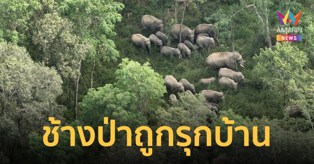 ย้อนรอย เหตุช้างป่านับร้อยตัวบุกชุมชน สะท้อนภาพแหล่งอาหารป่าทับลานไม่เพียงพอ