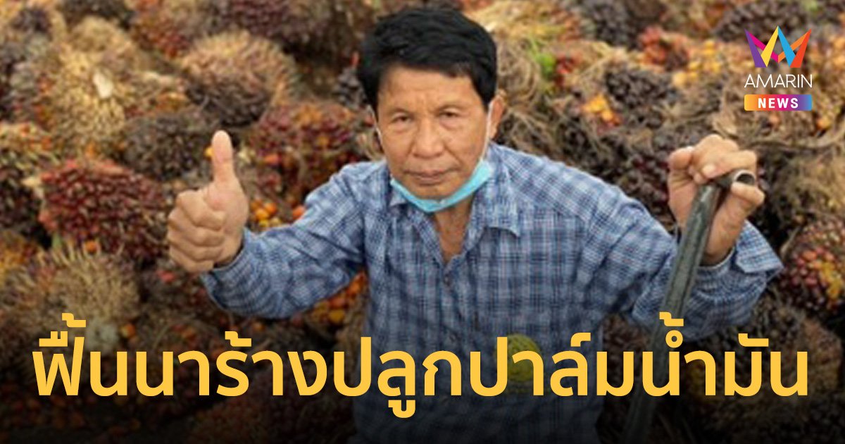 กรมพัฒนาที่ดิน สนับสนุนเกษตรกรลุ่มน้ำทะเลสาบสงขลา ฟื้นฟูนาร้างปลูกปาล์มน้ำมัน