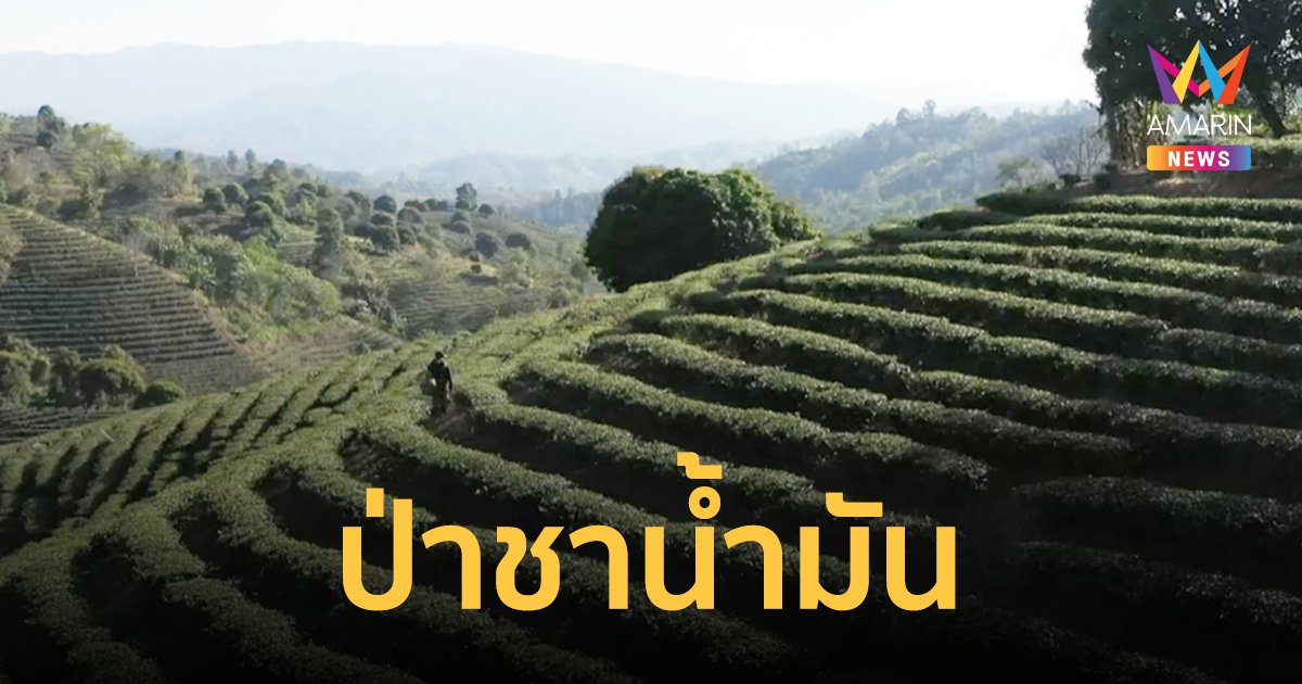 เปลี่ยนเขาหัวโล้นเป็นป่า "ชาน้ำมัน" คืนความอุมสมบูรณ์ให้ธรรมชาติ ยกระดับชีวิตชาวบ้านอย่างยั่งยืน