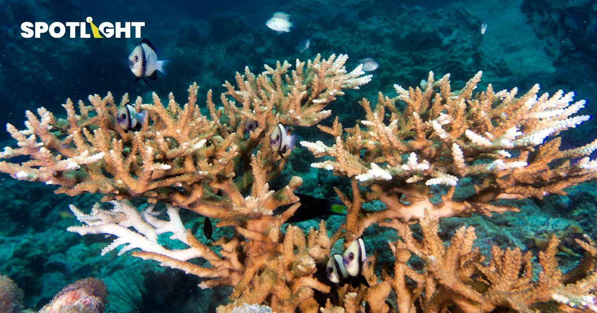 โลกเดือดทำปะการังฟอกขาวเป็นครั้งที่ 2 ในรอบ 10 ปี คาดกระทบปะการังกว่า 54% หนักสุดเท่าที่มีบันทึก