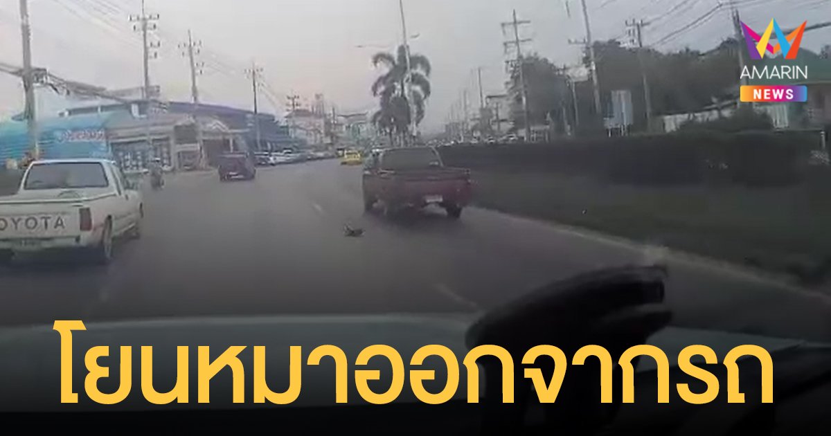 สุดใจร้าย! กระบะขับกลางถนนก่อนโยน สุนัข ออกจากรถ ตาย 1 พลเมืองดีช่วยได้ 1