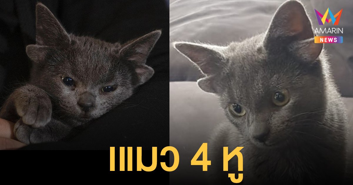 น่ารักเวอร์! ไมดาส แมว 4 หู จากตุรกีกลายเป็นขวัญใจในโลกออนไลน์