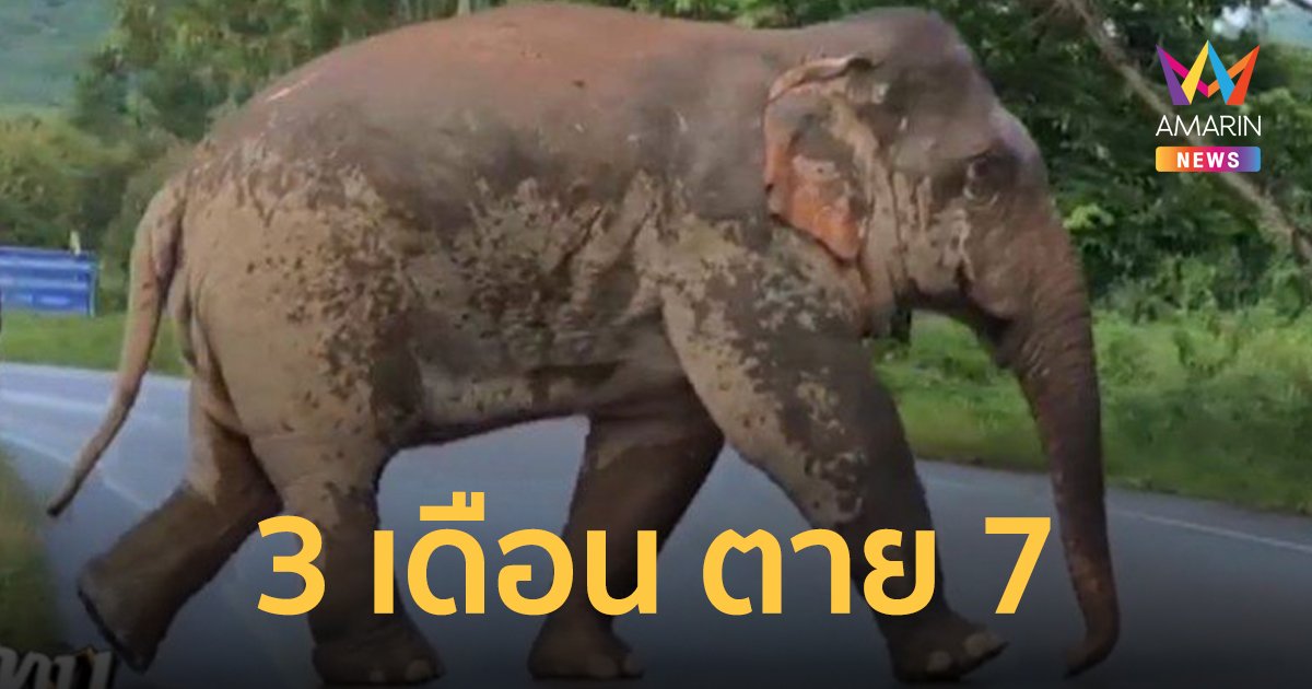 เปิดสถิติ จันทบุรี 3 เดือนช้างเหยียบคนตาย 7 ราย