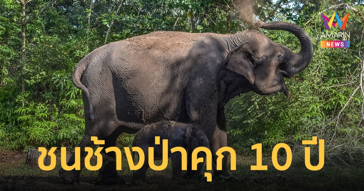 กรมอุทยาน ติดป้ายเตือนเอาจริงขับรถชน ช้างป่า เจอโทษคุก 10 ปี ปรับไม่เกิน 1 ล้าน 
