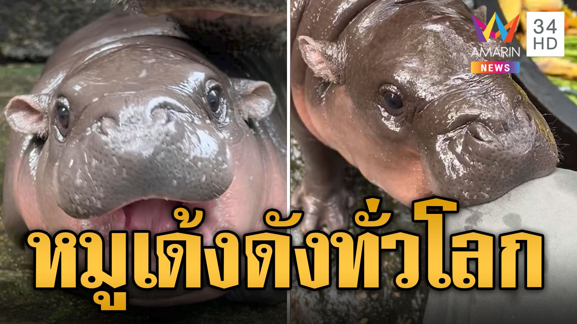 หมูเด้ง ดังไกลไปทั่วโลก! สื่อต่างชาติยกเป็นดาวเด่นแห่งยุค | ข่าวอรุณอมรินทร์ | 14 ก.ย. 67 | AMARIN TVHD34