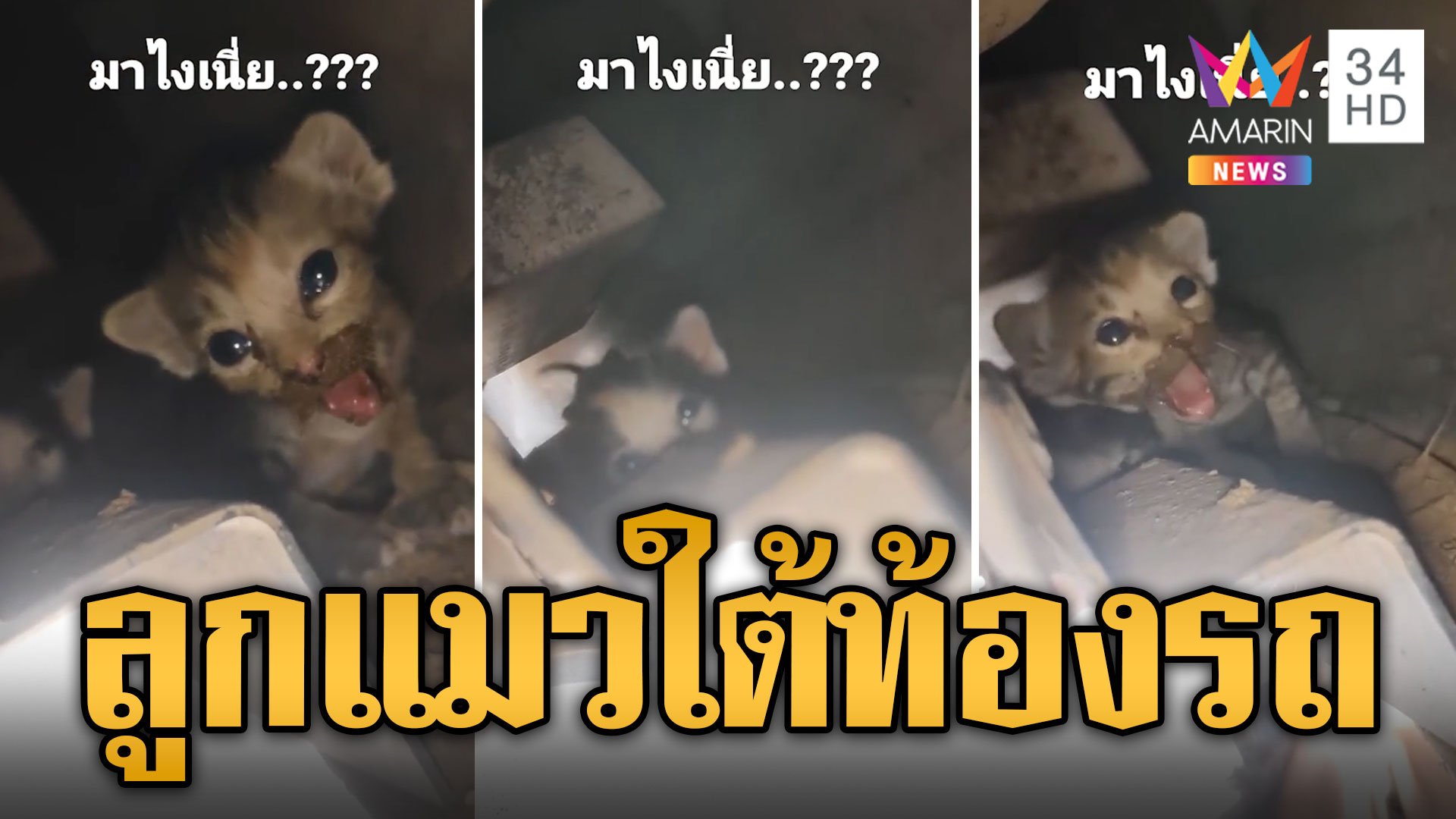 เชื่อมาให้โชค! แม่แมวคลอดลูกใต้ท้องรถ แห่ส่องเลขทะเบียน | ข่าวอรุณอมรินทร์ | 18 พ.ค. 67 | AMARIN TVHD34